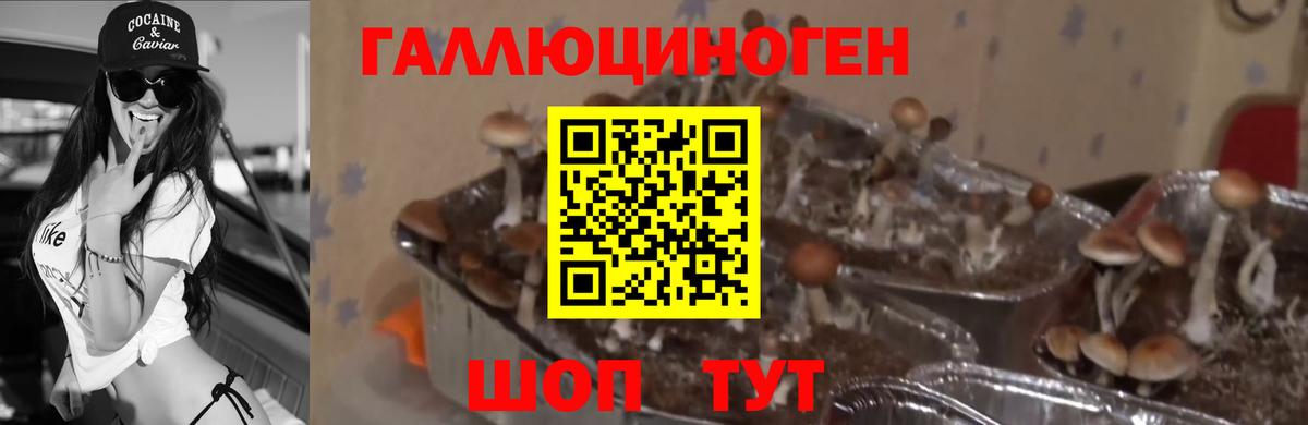 Псилоцибиновые грибы GOLDEN TEACHER  Вход с VPN  Троицк 